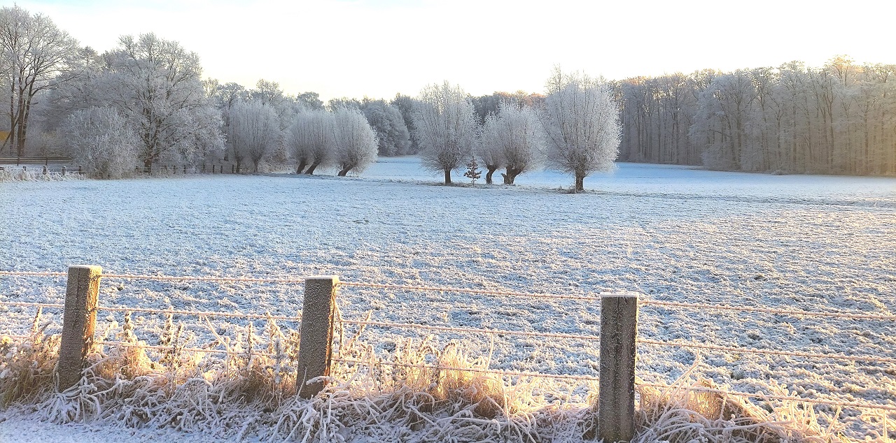 The pruning (pollarding) of old willow trees for the security  - Bild 3